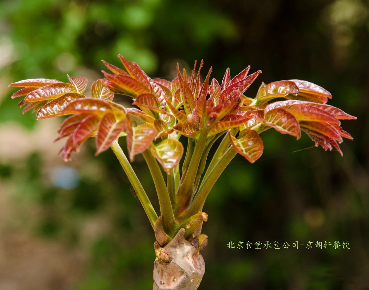 b38bdb6e13a540bbefd7aa42213ac314_看图王_副本_副本.jpg